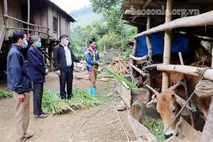 Mường Giôn phòng, chống đói, rét cho đàn gia súc