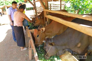 Chiềng Ơn khai thác thế mạnh đồng cỏ để phát triển chăn nuôi
