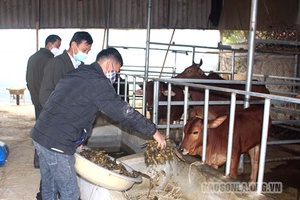 Mai Sơn chủ động phòng chống đói, rét cho đại gia súc