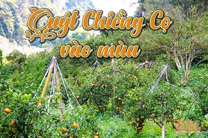 Quýt Chiềng Cọ vào mùa