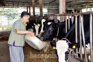 Cựu chiến binh giúp nhau xóa nghèo, làm kinh tế giỏi