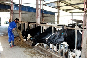 Vùng đất có nhiều tỷ phú nông dân