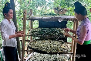 Nghề nuôi tằm sắn ở Chiềng Bôm