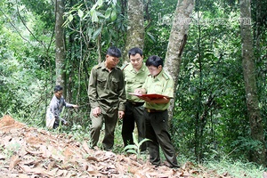 Quản lý, bảo vệ hiệu quả, nâng cao độ che phủ rừng