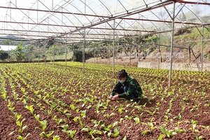 Mộc Châu phòng chống rét cho cây trồng, vật nuôi