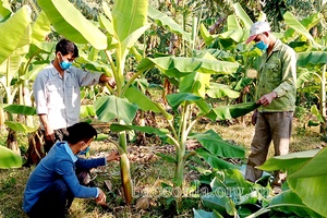 Triển vọng mô hình trồng chuối nuôi cấy mô