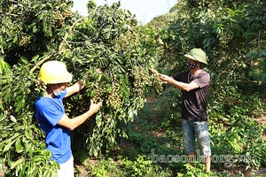 Điểm nhấn của nông nghiệp Sông Mã