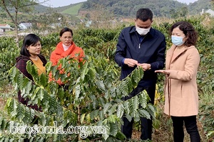 Khuyến cáo người sản xuất không thu hái lẫn quả cà phê xanh 