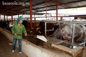 Chủ động ứng phó với gió mùa đông bắc và rét đậm rét hại