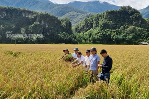 Đồng hành cùng nông dân phát triển sản xuất