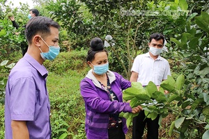 “Cầu nối” đưa khoa học kỹ thuật đến với nông dân