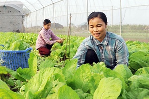 Thúc đẩy tiêu thụ nông sản, thực phẩm Tết Nguyên đán