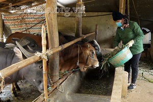 Mường Lựm chủ động phòng, chống rét cho đàn gia súc