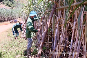 Chiềng Lương nỗ lực thoát nghèo