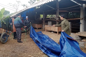 Khẩn trương phòng, chống đói, rét cho đàn gia súc