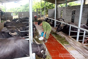 Nâng cao tầm vóc, chất lượng đàn gia súc