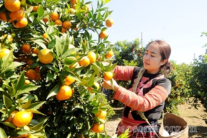 Cam bản Ôn được mùa, được giá