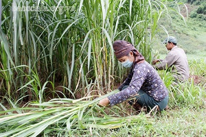 Trồng cỏ nuôi bò vỗ béo ở Tông Cọ