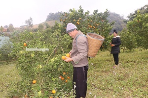 Xuân mới Phiêng Cằm