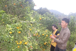 Những thanh niên nông thôn năng động, sáng tạo