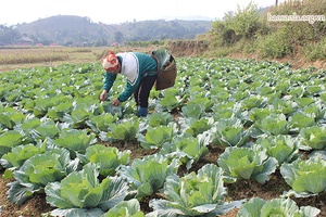 Tập trung chăm sóc cây trồng vụ đông