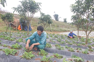 Sắc xuân Nong Quỳnh