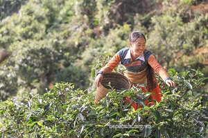 Xây dựng Tà Xùa trở thành trung tâm du lịch của huyện Bắc Yên