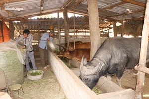 Tăng cường các biện pháp phòng chống rét đậm, rét hại