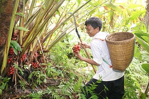 Nông dân Chiềng Ân vào mùa thu hoạch cây thảo quả