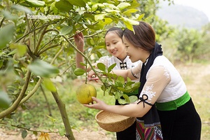 Trái ngọt trên cao nguyên