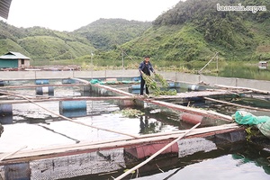 Mường La phát triển nuôi trồng thủy sản bền vững