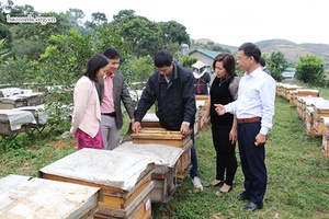 Nâng cao chất lượng mật ong Sơn La