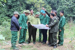 Giữ rừng, thêm những mùa xuân