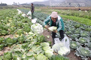 Chủ động nguồn cung rau xanh dịp Tết Nguyên đán