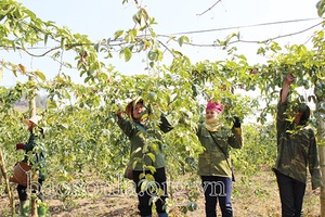 Chiềng Sung ngàn hoa dâng Đảng, dâng Bác