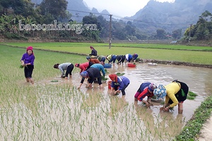 Tập trung sản xuất lúa xuân muộn, mở rộng diện tích lúa chất lượng cao