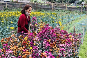 Hoa xuân Chiềng Xôm 