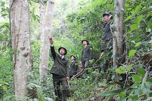 Mùa xuân bên những cánh rừng