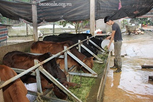 Tô Múa đẩy mạnh phát triển chăn nuôi đại gia súc