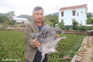 Giàu lên từ nuôi ba ba gai