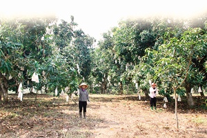 Màu xanh cây trái trên đất Mường La