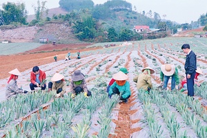 Phát triển bền vững vùng nguyên liệu 