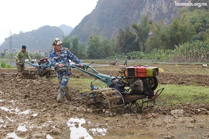 Nông dân Thuận Châu gieo cấy lúa xuân