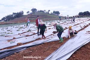 Trồng gần 200 ha dứa nguyên liệu cho Trung tâm chế biến rau, quả DOVECO Sơn La