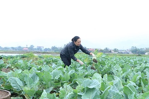 Giá rau giảm thấp, nông dân Phù Yên gặp khó