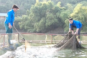 Những thanh niên vượt khó làm giàu trên đất Phù Yên