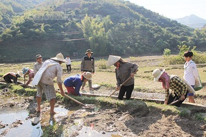 Mường La gieo cấy lúa xuân