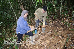 Mùa măng ngọt trên đất Tân Lang