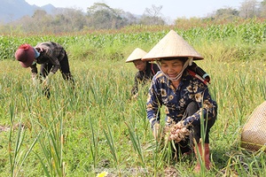 Vào vụ thu hoạch tỏi ở Chiềng Đông