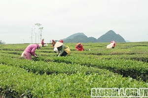 “Cầu nối” hỗ trợ hội viên phát triển kinh tế